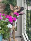 Chance, the Second photo 1