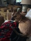 Chance, the Second photo 2