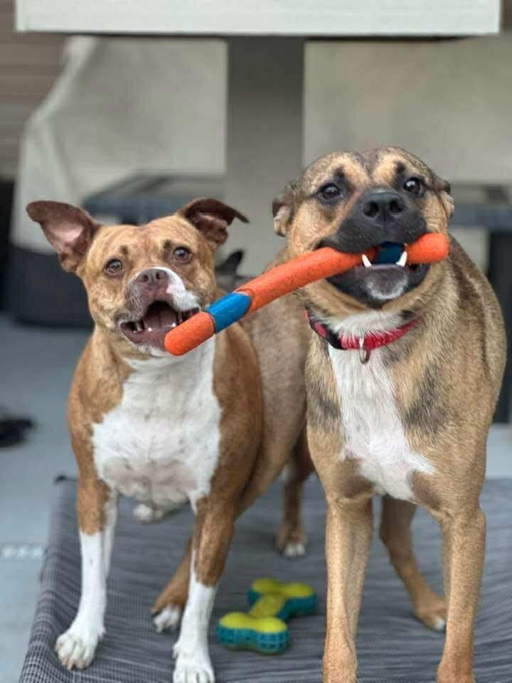 Chance, the Second