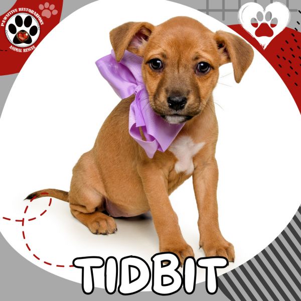 Tidbit
