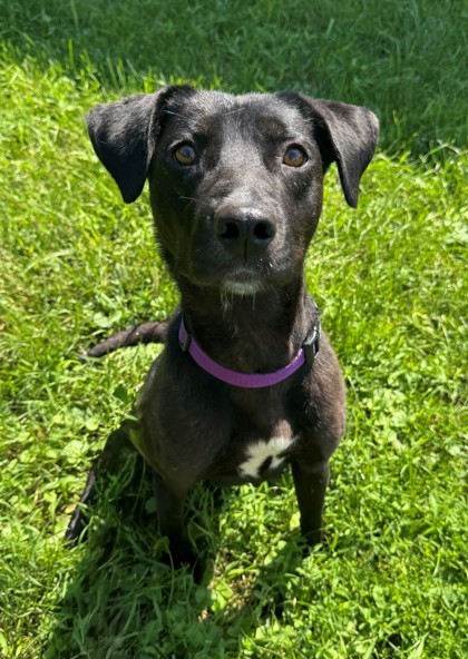 Susie Q, an adoptable Labrador Retriever, Mixed Breed in Willmar, MN, 56201 | Photo Image 1