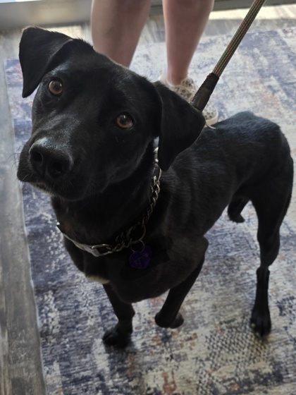 Susie Q, an adoptable Labrador Retriever, Mixed Breed in Willmar, MN, 56201 | Photo Image 2