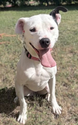Dahlia, Adult Female unknown