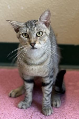 Peanut, Adult Male unknown