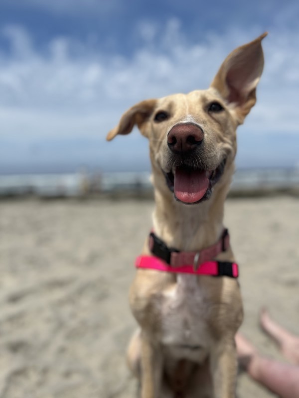 Sable