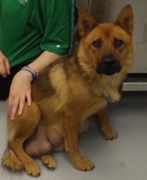 Primary Color Brown Secondary Color Black Weight 455lbs Age 1yrs 6mths 2wks