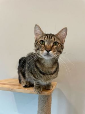 Pesto, Young Male unknown