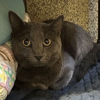 Gandalf