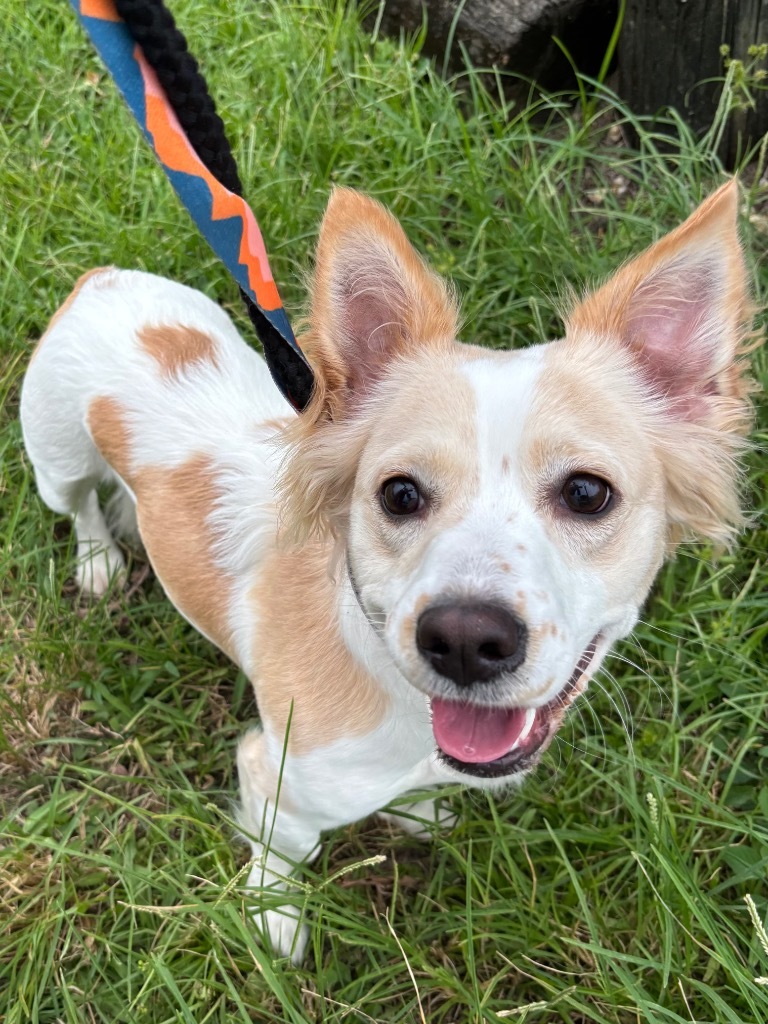 Pixie, an adoptable Papillon, Corgi in Fort Lauderdale, FL, 33304 | Photo Image 1