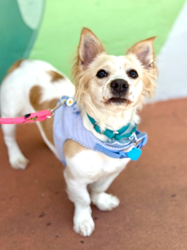Pixie, an adoptable Papillon, Corgi in Fort Lauderdale, FL, 33304 | Photo Image 3