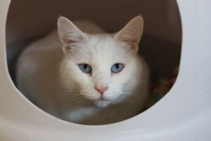 Kumo, Adult Female unknown