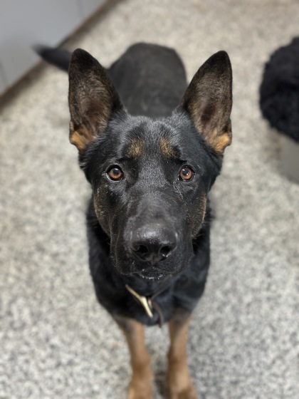 Cash, an adoptable German Shepherd Dog in Rhinelander, WI, 54501 | Photo Image 1
