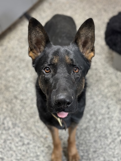 Cash, an adoptable German Shepherd Dog in Rhinelander, WI, 54501 | Photo Image 2