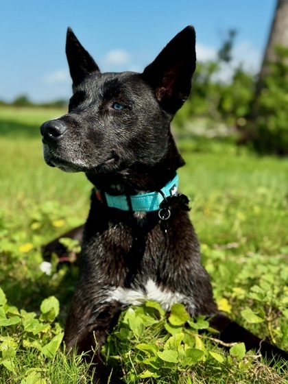 Jada