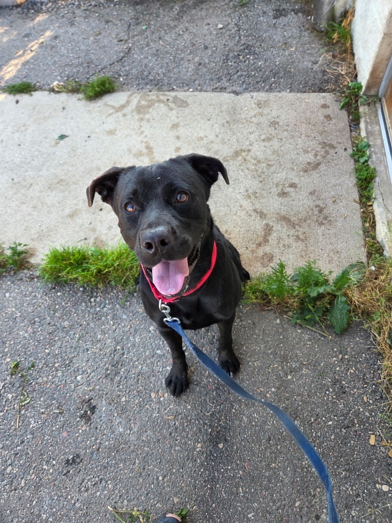 Frazier, an adoptable Labrador Retriever, Mixed Breed in Crandon, WI, 54520 | Photo Image 1
