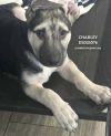 Charley photo 1