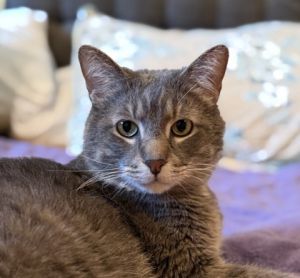 Grayson, Adult Male unknown