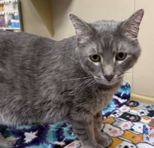 Grayson, Adult Male unknown