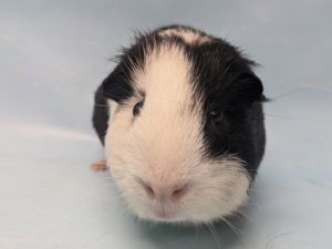 Milky Way, Adult Male unknown
