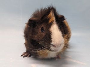 Patches, Adult Male unknown