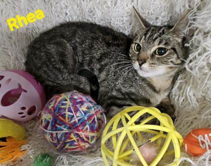 Rhea @ PetSmart