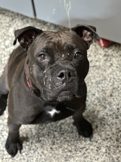Luna, an adoptable Mixed Breed in Rhinelander, WI, 54501 | Photo Image 1