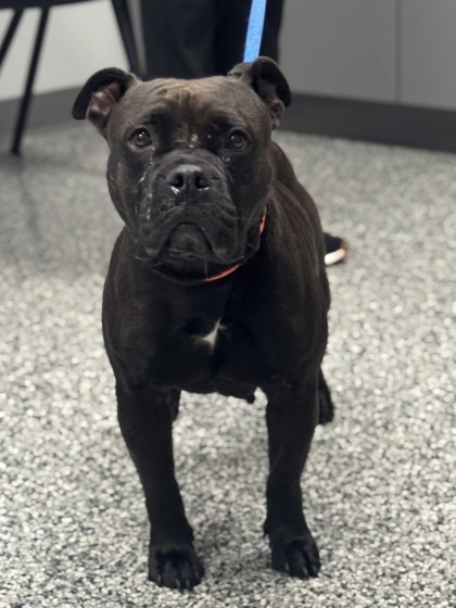 Luna, an adoptable Mixed Breed in Rhinelander, WI, 54501 | Photo Image 2