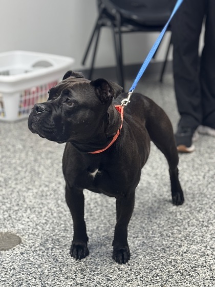 Luna, an adoptable Mixed Breed in Rhinelander, WI, 54501 | Photo Image 3