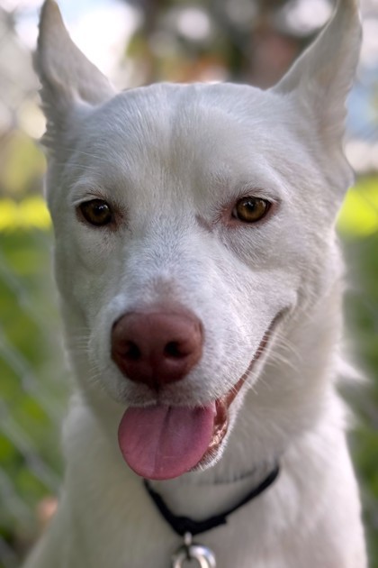 Gemini, an adoptable Mixed Breed in Walla Walla, WA, 99362 | Photo Image 1