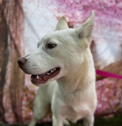 Gemini, an adoptable Mixed Breed in Walla Walla, WA, 99362 | Photo Image 2