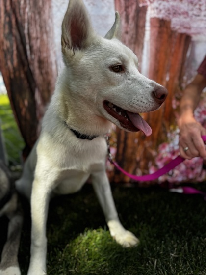Gemini, an adoptable Mixed Breed in Walla Walla, WA, 99362 | Photo Image 3