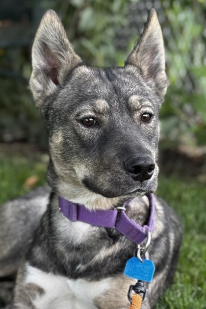 Aquila, an adoptable Mixed Breed in Walla Walla, WA, 99362 | Photo Image 1
