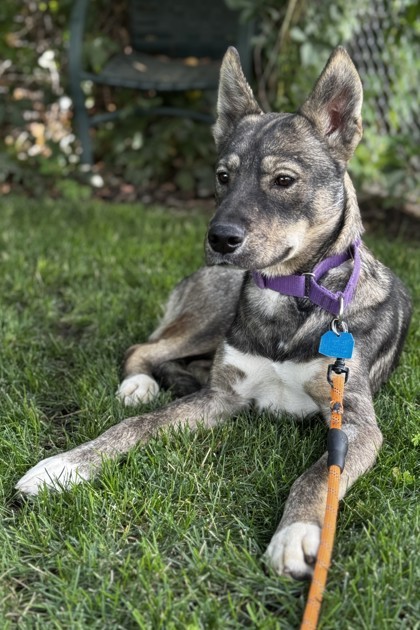 Aquila, an adoptable Mixed Breed in Walla Walla, WA, 99362 | Photo Image 2