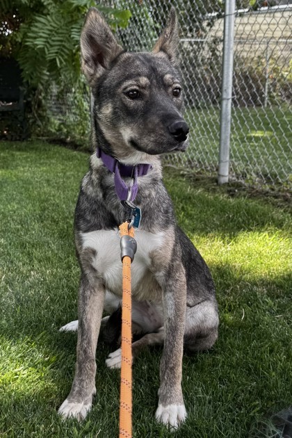 Aquila, an adoptable Mixed Breed in Walla Walla, WA, 99362 | Photo Image 3