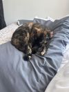 Princess Shelly photo 3