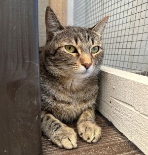 Primary Color Grey Tabby Weight 13lbs Age 1yrs 10mths 1wks Animal has been Sp