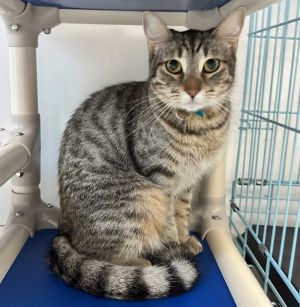 Bunny Domestic Short Hair Cat