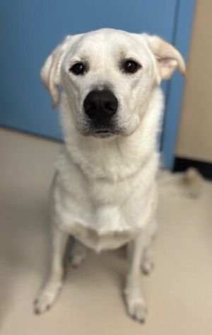 Hey there Im Duke Take one look at this face - go ahead Ill wait - and try 