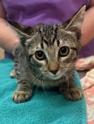 Primary Color Brown Tabby Weight 348lbs Age 0yrs 0mths 12wks Animal has been Spayed