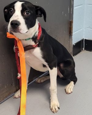 Primary Color Black Secondary Color White Weight 315lbs Age 0yrs 6mths 0wks