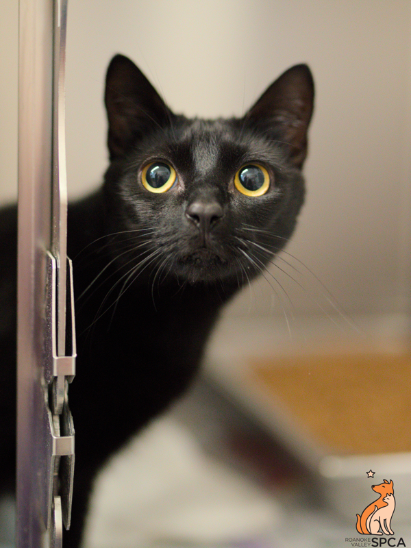 Stormy / Kitty