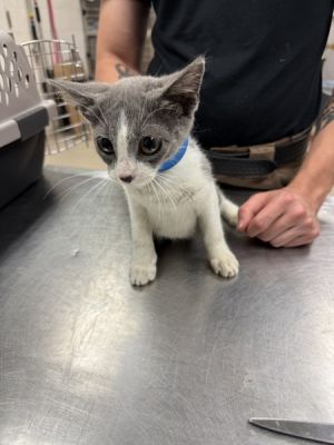 Primary Color Grey Secondary Color White Weight 28125lbs Age 0yrs 0mths 8wks Animal has been Ne