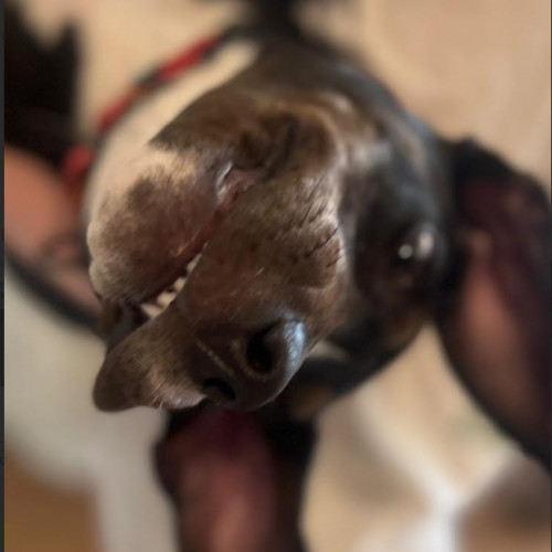 Finn