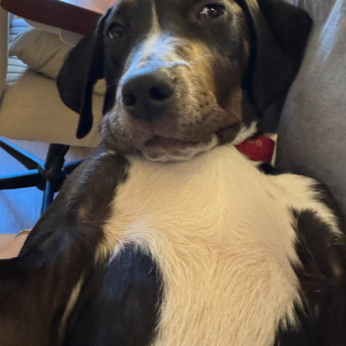 Finn