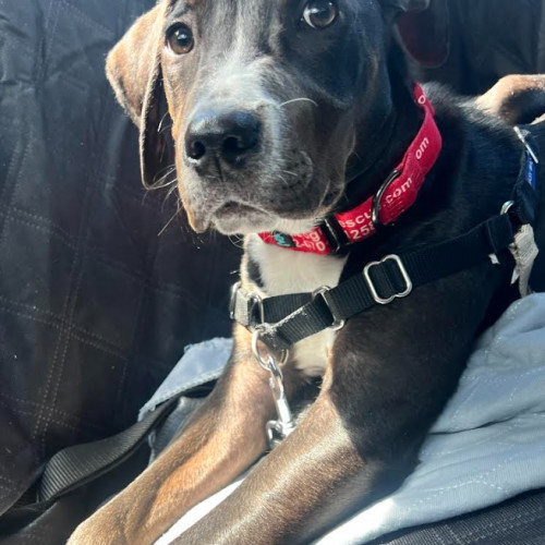 Finn