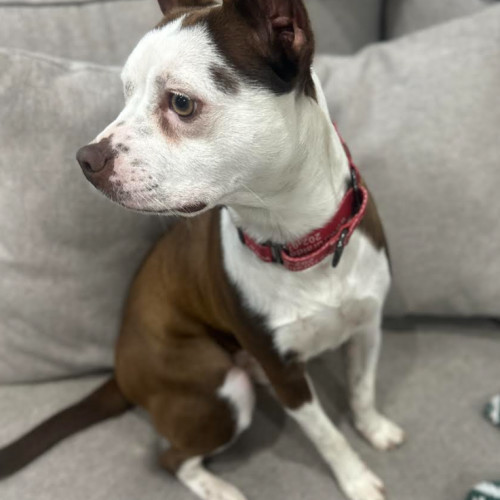 Gidget