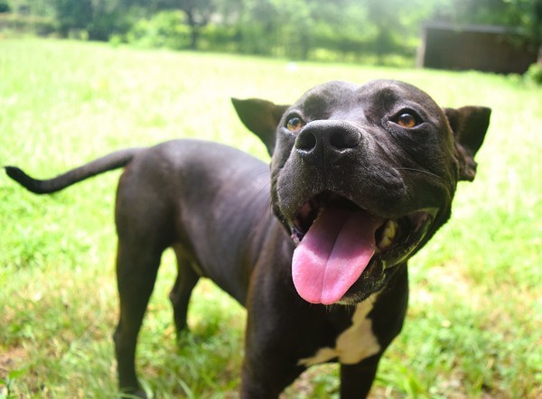 Pibbles