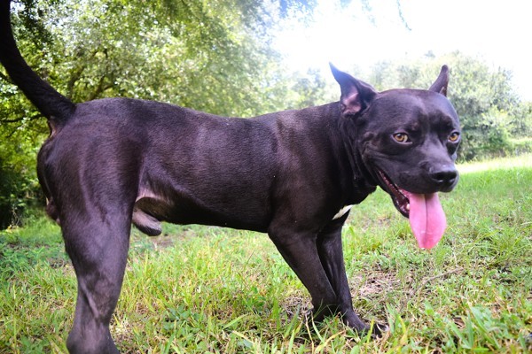 Pibbles