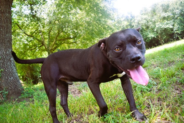 Pibbles