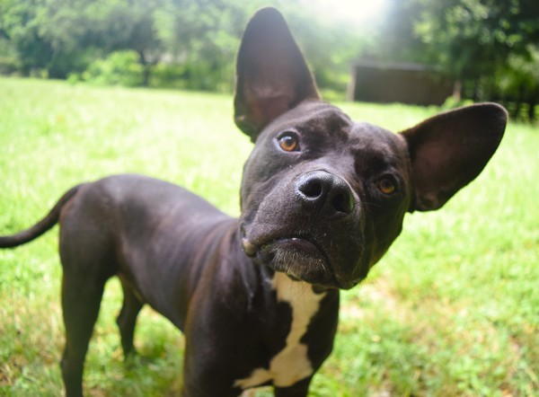 Pibbles